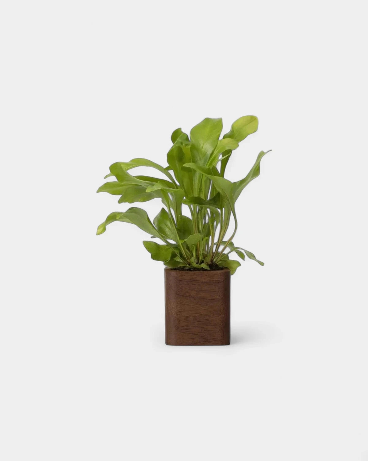 pot-cubique-en-bois-a-personnaliser4