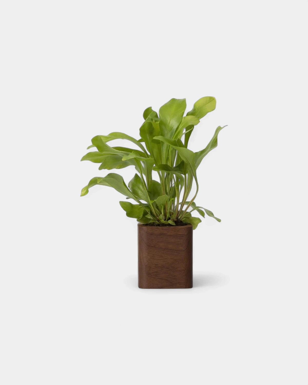 pot-cubique-en-bois-a-personnaliser16