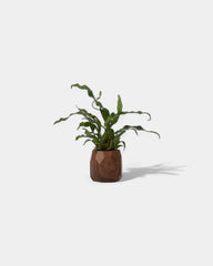 pot-a-crayon-geometrique-en-bois-noyer-personnalisable-17